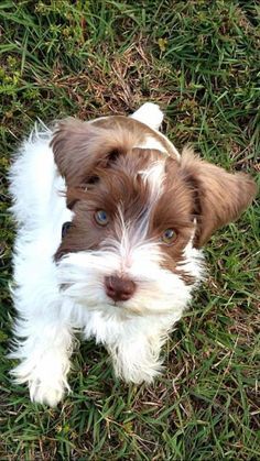 Mini Parti Schnauzer Puppy.  sweet baby boy, Gibson. Brown And White Schnauzer, Parti Miniature Schnauzer, Brown Schnauzer, Parti Schnauzer, Schnauzer Grooming, Mini Schnauzer Puppies, Mini Schnauzers, Miniature Schnauzer Puppies, Fox Terriers