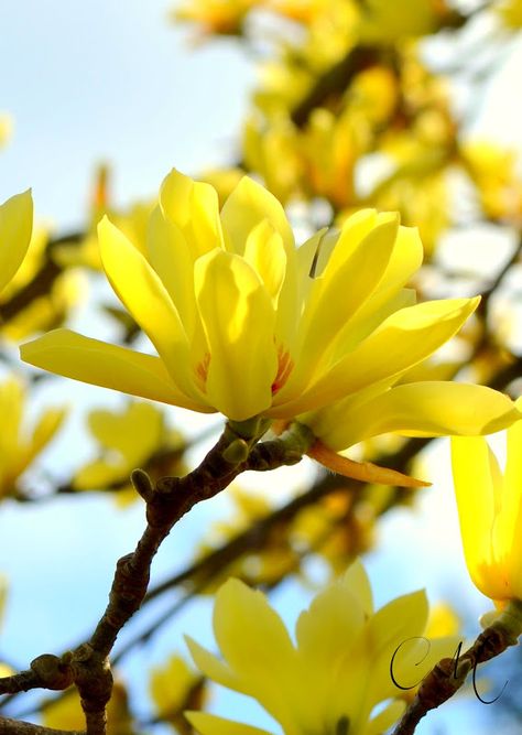 Magnolia Butterflies, Magnolia Aesthetic, Yellow Magnolia, Magnolia Art, Star Magnolia, Beautiful Flowers Images, Beautiful Flowers Photos, Magnolia Trees, Tree Care