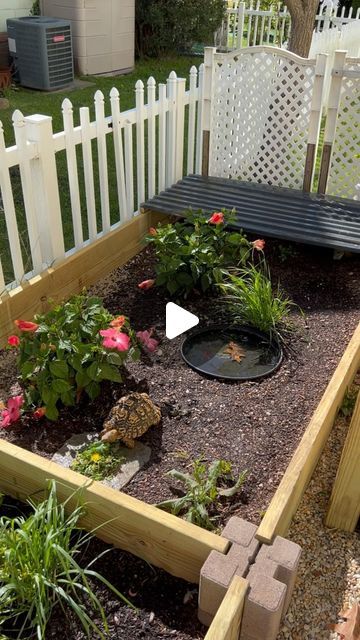 @beerus_andgoku on Instagram: "2024 Spring/Summer set up for the turtles. Just waiting for some grass/weeds to grow in. 🌿☘️🌱🌺  Featured in this video we have: Beerus (leopard tortoise) Goku (eastern box turtle) Butters (pancake tortoise)" Turtle Backyard Habitat, Raised Garden Bed For Tortoise, Tortoise Home Ideas, Turtle Homes Ideas Outdoor, Turtle Tank Ideas Outdoor, Tortoise Outdoor Habitat, Tortoise Hideout Diy, Box Turtle Enclosure Outdoor, Tortoise Outdoor Enclosure Ideas