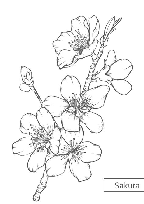 Sakura Tree Drawing Tutorial, Cherry Blossom Illustration Drawings, Cheery Blossoms Drawing Simple, Sakura Flowers Drawing, Cherry Flower Drawing, Hawthorn Flower Drawing, Chinese Flowers Drawing, Cherry Blossom Line Drawing, Cherry Blossom Coloring Page