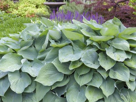 Largest Hosta Plants You Can Grow: 6 Plantain Lily Whoppers - NewsBreak Giant Hosta, Munstead Lavender, Blue Hosta, Plantain Lily, Hosta Varieties, Edible Seeds, Hosta Plants, Go Big Or Go Home, Best Perennials