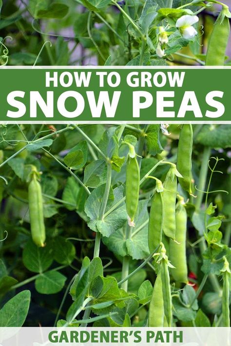 A close up vertical image of snow peas growing in the garden trained up a trellis. To the top and bottom of the frame is green and white printed text. How To Grow Peas, Grow Peas, Garden Peas, Growing Peas, English Peas, Spring Instagram, Easy Vegetables To Grow, Fall Vegetables, Backyard Vegetable Gardens