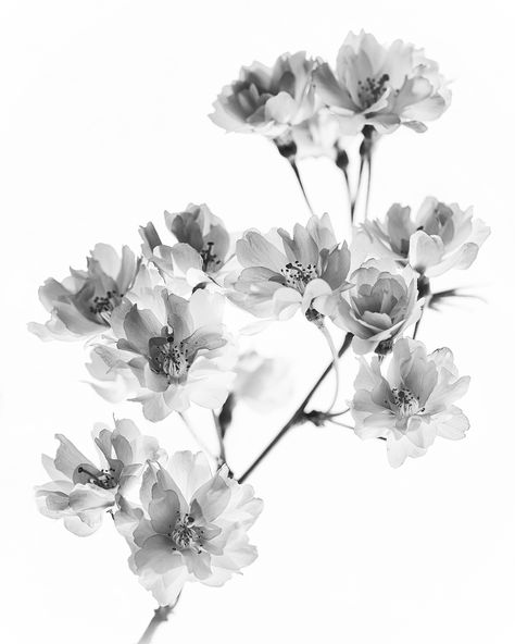 https://flic.kr/p/e1uYqE | Cherry Blossom Black and White | Xray Flower Cherry Blossom, Black And White Cherry Blossom Tattoo, Black Cherry Blossom Tattoo, Xray Flower Tattoo, Black And White Flower Painting, Black And White Cherry Blossom, Xray Flower, White And Black Flowers, Black Cherry Blossom