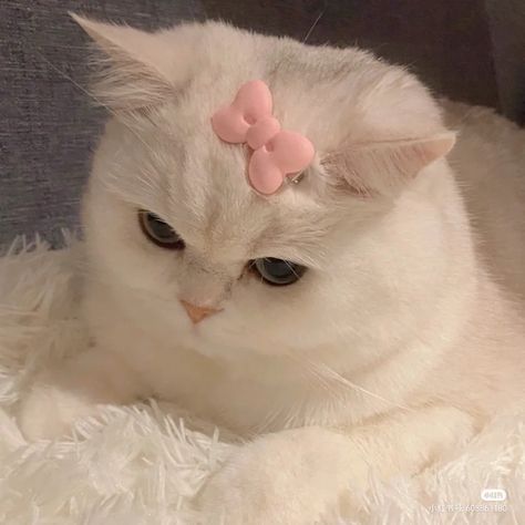 White Cat, Pink Bow, Instagram Photos, Animals, Pink, White, Instagram