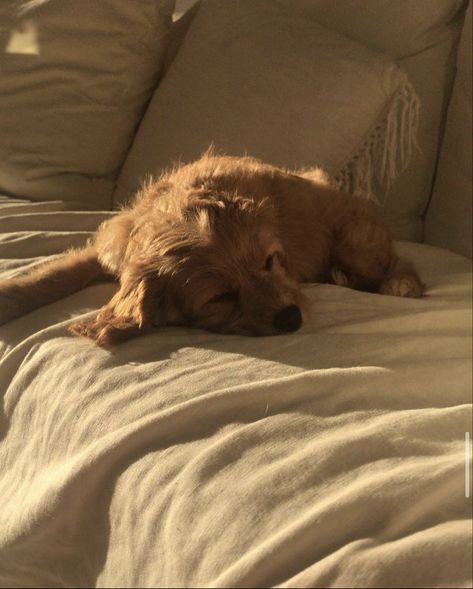 Dog Vintage Aesthetic, Blonde Dog Aesthetic, Dog Sleeping Aesthetic, Cozy Dog Aesthetic, Dog Mum Aesthetic, Couple And Dog Aesthetic, Golden Dog Aesthetic, Brown Dog Aesthetic, Matthew Fairchild Aesthetic