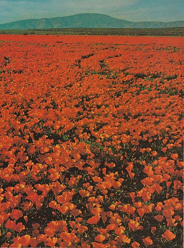 National Geographic Photography, Vintage Landscape, Aesthetic Images, Nature Aesthetic, Flower Field, Pretty Places, Vintage Book, Natural World, National Geographic