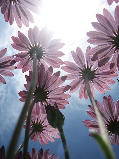 Worms eye view and Birds eye view Flowers From Ground View, Bird View Perspective Photography, Low Camera Angle Photography, Low Viewpoint Photography, View From Below Perspective, Low Perspective Photography, Ground View Perspective, Worms Eye View Drawing Perspective, Ant Eye View Perspective Drawing