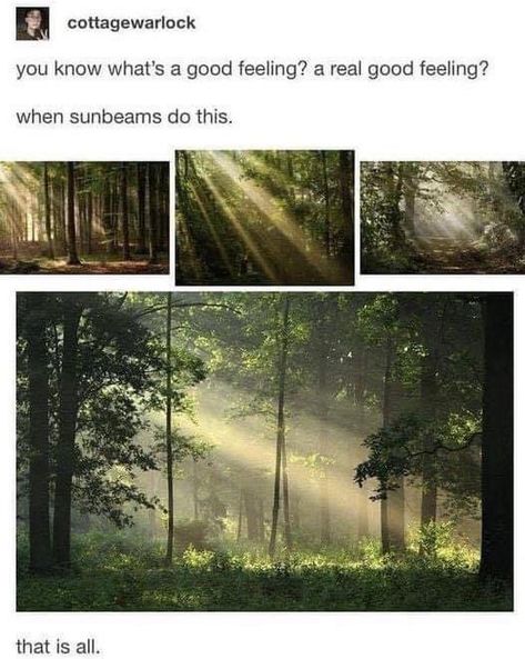 Inspirerende Ord, Good Feeling, Foto Inspiration, Nature Aesthetic, Pics Art, Pretty Places, In The Woods, Belle Photo, Pretty Pictures