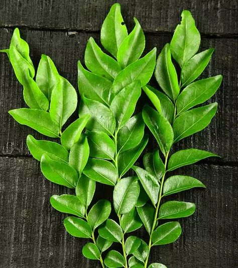 Curry Leaves For Hair Growth, Yogurt For Hair, Thicker Hair Remedies, Grey Hair Remedies, Worst Food, Curry Leaf, Herbs For Hair, Hair Growth Remedies, Prevent Hair Fall