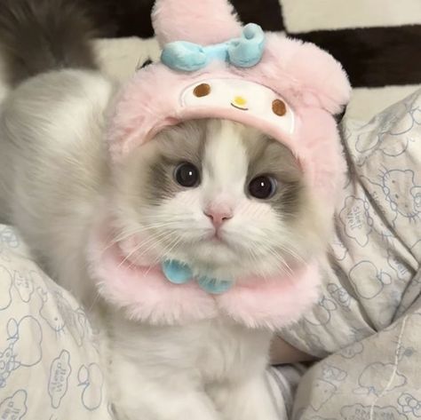 Aesthetic Kitty Pfp, Pink Kitty Pfp, Cat Pics Cute, Hello Kitty Core, Cute Kitten Pics, Wallpapers Cat, Cats Pfp, Cute Cat Photos, Kitten Pics