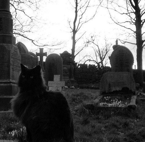 A Black Cat, Cemetery, A Black, Black Cat, Black