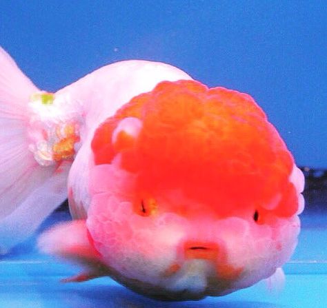 Goldfish Chunky Goldfish, Puffy Goldfish, Chubby Goldfish, Fat Goldfish, Lionhead Goldfish, Weird Looking Animals, Cute Goldfish, Pet Aesthetic, Oranda Goldfish