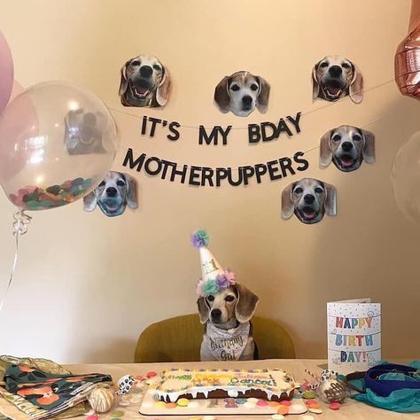 It’s My Birthday Motherpuppers, Birthday For Dogs 1st, 1st Puppy Birthday Ideas, Pet Dog Birthday Party Ideas, Dog's First Birthday, Dog Pinata Diy, Fiesta Para Perros Ideas, Doggy Birthday Party Ideas, Pet Party Ideas For Dogs