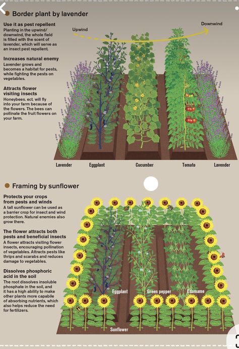 Taman Air, Container Pool, Vegetable Garden Planning, Homestead Gardens, Backyard Vegetable Gardens, Desain Lanskap, Permaculture Gardening, Veg Garden, Backyard Farming