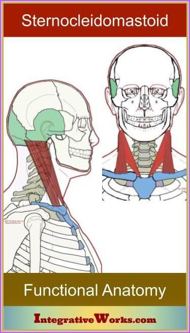 Tap into intuition and inner wisdom through mindful practices. Therapist Notes, Functional Anatomy, Sternocleidomastoid Muscle, Massage Neck, Anatomy Medical, I Have A Headache, Neck Problems, Forward Head Posture, Sinus Problems