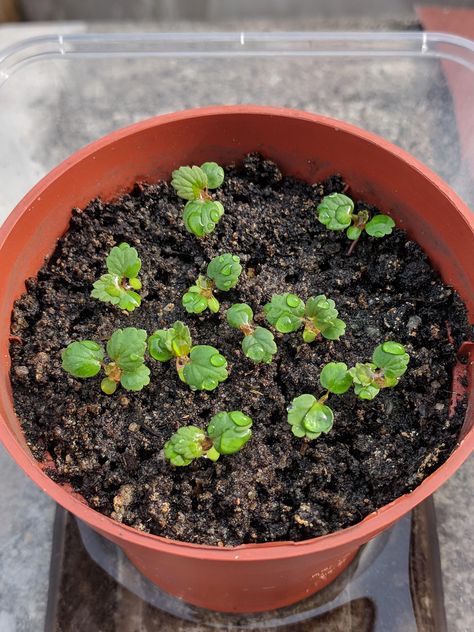 My first post! Strawberry seedlings after a shower. Strawberry From Seed, Strawberry Seedlings, Growing Strawberries, Home Flowers, Garden Diy, Horticulture, Beautiful Gardens, Strawberries, Landscaping