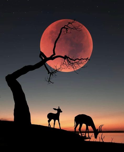 Moonrise dreams  Photo by @abdullah_evindarpic.twitter.com/YPfHiMmtbx Painting Silhouettes, Galaxy Animals, Earth Pictures, Moon Photos, Image Nature, Moon Pictures, Fotografi Alam Semula Jadi, Moon Photography, Red Moon