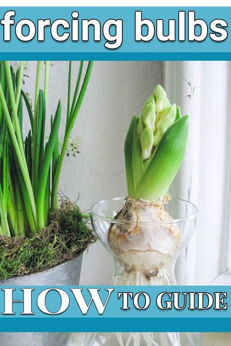 Perfume your living room the natural way! Grow some hyacinths on water and enjoy the scent. Forcing bulbs inside is really easy. Let me show you how. Flower Bulbs Indoors, Growing Lillies, Growing Bulbs Indoors, Forcing Bulbs, Bulb Planting, Dough Bowl Centerpiece, Spring Table Settings, Growing Bulbs, Bulbs Indoor