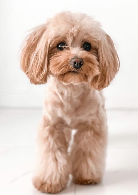 Cute Dog Mixes, Maltipoo Haircuts, Dog Grooming Diy, Puppy Haircut, Poodle Haircut, Maltese Poodle, Teddy Bear Dog, Puppy Grooming, Puppy Cut