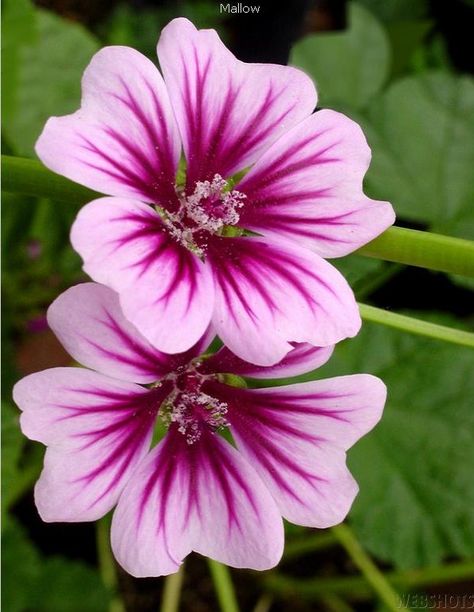 Mallows. Now I know what the beautiful flowering vine/stalk growing in our yard is. Purple Mallow Flower, Malva Flower, Tree Mallow, Săpunuri Handmade, Mallow Flower, Flower Close Up, Wonderful Flowers, Unusual Flowers, Favorite Flowers