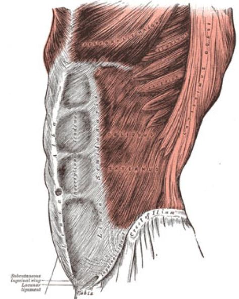 Improve Running Speed, One Legged Squat, Rectus Abdominis, Toned Stomach, Tight Hip Flexors, Strengthen Your Core, Core Work, Psoas Muscle, Core Stability