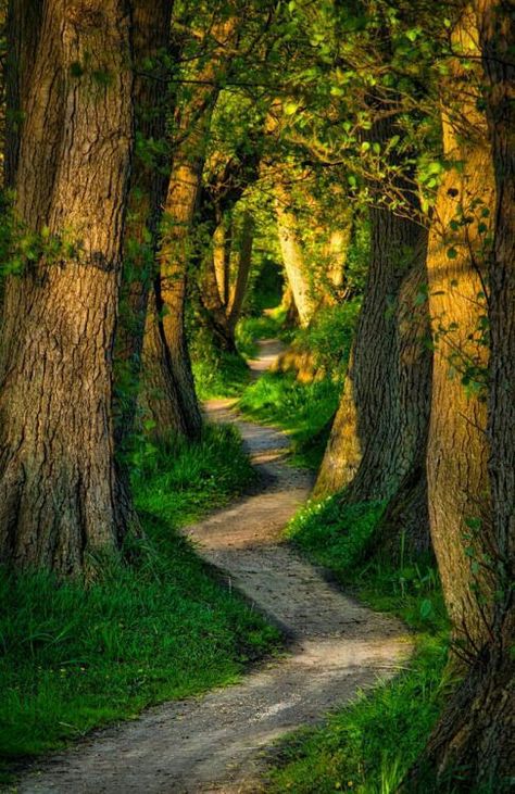 Image Nature, Forest Path, Dirt Road, Alam Yang Indah, Green Grass, Beautiful Tree, Beautiful Soul, Landscaping Ideas, Oahu