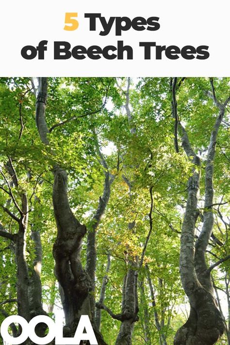 5 Types of Beech Trees Permaculture Homestead, Plants Tips, Types Of Timber, Beech Trees, Tree Identification, Wildlife Garden, Fallen Tree, Forest And Wildlife, Beech Tree