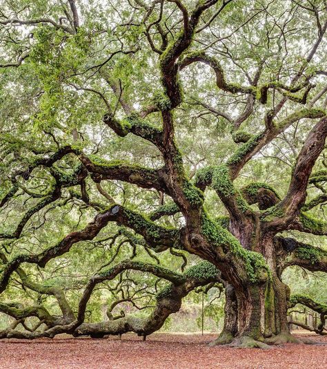 Live Oak Tree, Angel Oak Trees, Weird Trees, Angel Oak, Magical Tree, Old Tree, Old Trees, Live Oak, Tree Photography