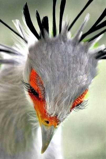 Burung Kakatua, Secretary Bird, Animals Tattoo, Most Beautiful Birds, Rare Animals, World Pictures, Exotic Birds, Amazing Animals, Pretty Birds