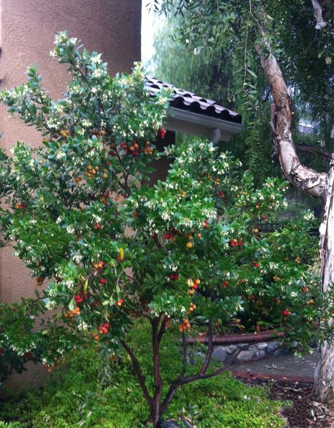 Dwarf Strawberry Tree has edible strawberry-like fruits that from fall to late winter brings throngs of butterflies and hummingbirds. Partial to full sun. Zone: 6 – 9 Stewartia Tree, Front Yard Planters, Arbutus Tree, Arbutus Unedo, Strawberry Tree, Habitat Garden, Hillside Garden, Mediterranean Plants, Plant Catalogs