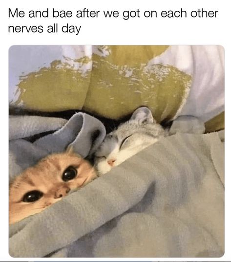 Beautiful Cats Pictures, Cheezburger Cat, Relationship Memes, Cute Memes, Beautiful Cat, Best Memes, Cat Pics, Cat Memes, Cats And Kittens