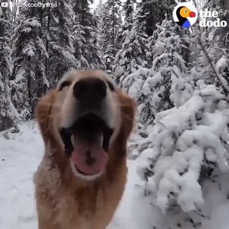 New trending GIF on Giphy Golden Retriever Gif, Dog Snow, International Dog Day, Snow Dogs, Dog Face, Awesome Art, Happy Dogs, Cats Dogs, Training Your Dog