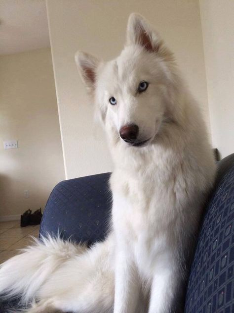 Beautiful white Siberian Husky White Dog, Siberian Husky, Husky, Dogs, Blue, White