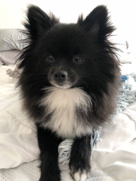 Black and white my Pomeranian AVA 💗 Black And White Pomeranian, Snakes With Hats, Yorkie Names, White Pomeranian, Really Cute Dogs, Dog Crafts, Pet Peeves, Baby Goats, Pomeranian Dog