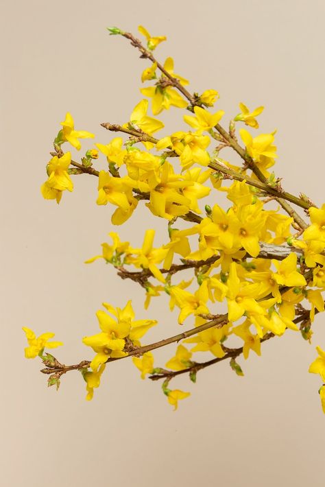 Blooming forsythia flowers | premium image by rawpixel.com / Teddy Campanula Flowers, White Hyacinth, Orange Ranunculus, Yarrow Flower, White Lily Flower, Macro Photography Flowers, Delphinium Flowers, Blue Delphinium, Ranunculus Flowers