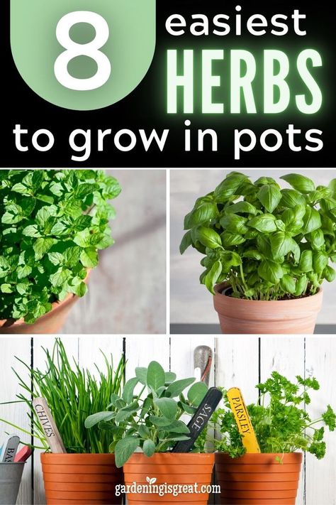 Growing Herbs Outdoors, Growing Herbs In Pots, Best Herbs To Grow, Easy Herbs To Grow, Growing Vegetables In Pots, Herbs To Grow, Herb Garden Pots, Growing Herbs Indoors, Outdoor Herb Garden