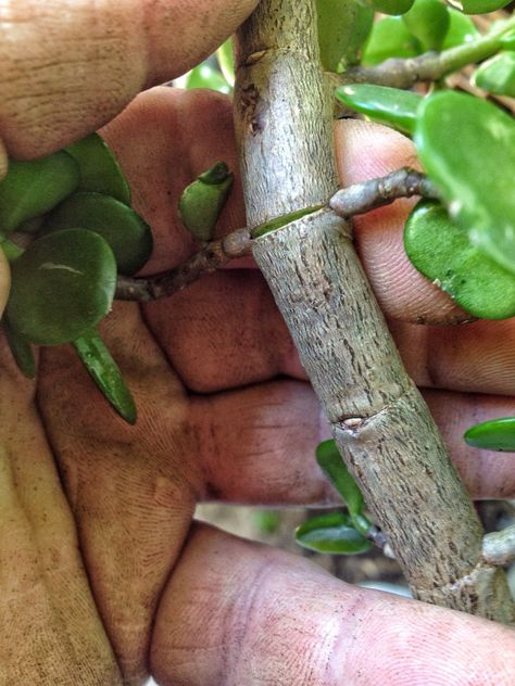 Initial potting and wiring of a dwarf jade – Adam's Art and Bonsai Blog Jade Bonsai For Beginners, Jade Bonsai Styles, Jade Plant Bonsai, Bonsai Diy, Jade Bonsai, Bonsai Wire, Bonsai Care, Green Island, Jade Plant