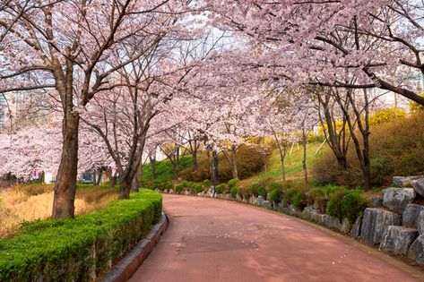 Blooming sakura cherry blossom alley in park by f9photos. Blooming sakura cherry blossom alley in park in spring, Seokchon lake park, Seoul, South Korea#blossom, #alley, #park, #Blooming Kota Seoul, Disney Minimalist, Perjalanan Kota, Kpop Backgrounds, Sakura Tree, Sakura Cherry Blossom, House Outside Design, Plan B, Lake Park