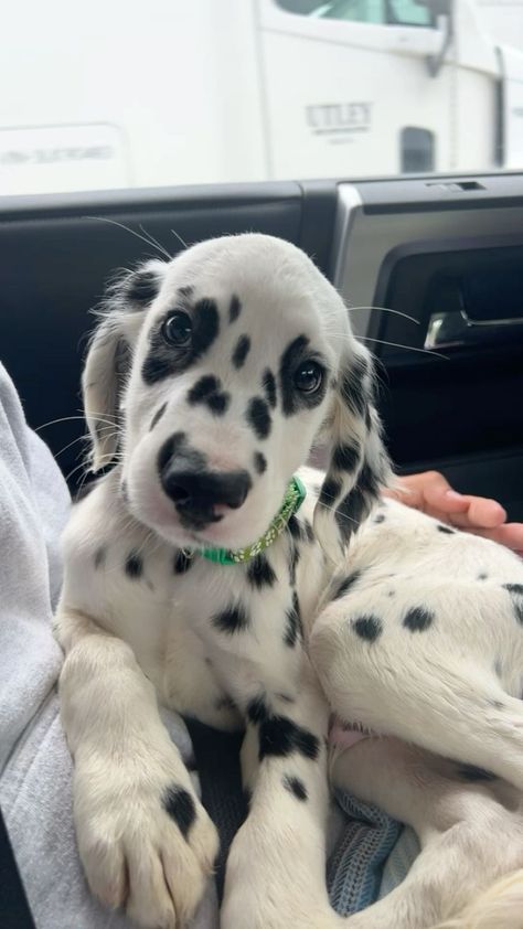 Cute Dogs Dalmatian, Dalmation And Golden Retriever, Golden Retriever Dalmation Cross, Long Haired Dalmatian Puppy, Fluffy Dalmatian, Long Haired Dalmatian, Dalmation Puppies, Dalmatian Puppies, Cute Small Dogs