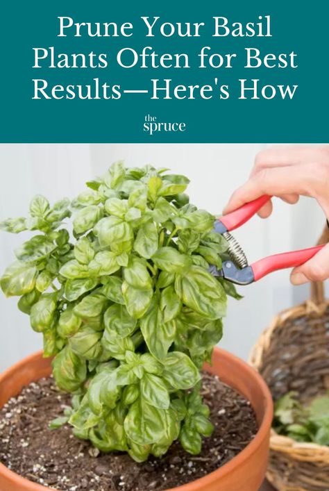 Basil (Ocimum basilicum) is an annual, aromatic herb used extensively in Mediterranean cuisine. Learn how to prune your basil plant for a good harvest. #herbgardenideas #pruneallergies #gardeningadvice #houseplanthacks #howtogrow #indoorflowers #plantparenttips #thespruce Pruning Basil Plants, How To Prune Basil Plant, Pruning Herbs, Basil Plant Care, How To Prune Basil, Growing Dill, Pruning Basil, Harvest Garlic, Basil Garden