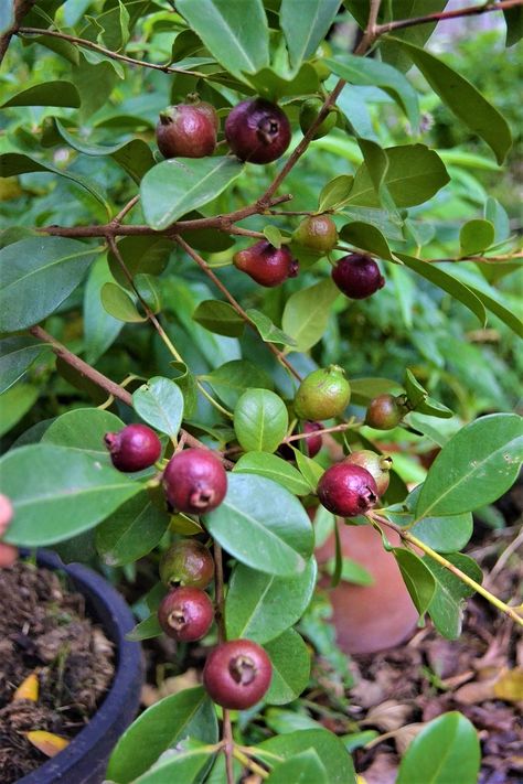 Strawberry Guava Tree, Fruits To Grow, Rainforest Garden, Edible Forest, Guava Leaf Tea, Guava Plant, Grapefruit Tree, Guava Tree, Strawberry Guava