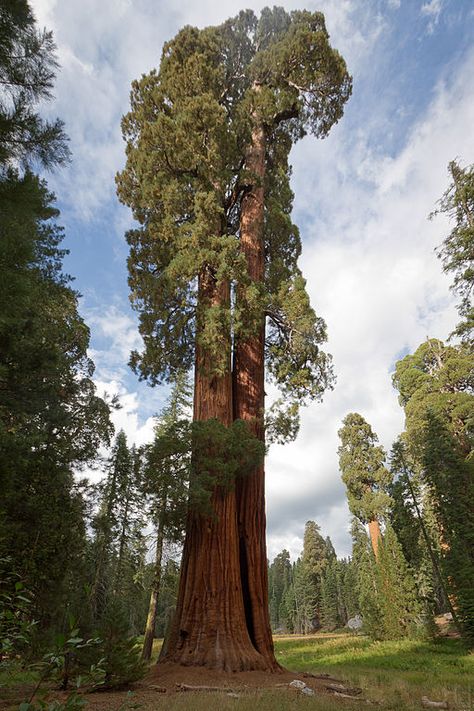 Ed By Ned - our favorite sequoia trees Sequoiadendron Giganteum, Sequoia Tree, Matka Natura, Redwood Tree, Large Tree, Old Trees, Sequoia National Park, Unique Trees, Big Tree