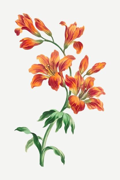 Vintage Floral Art, Orange Lily, Flower Png Images, Botanical Flower Art, John Edwards, Illustration Blume, Illustration Botanique, Flower Art Images, Vector Flowers