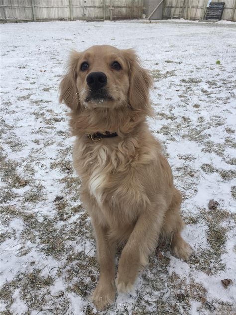 Golden Retriever X Cocker Spaniel, Cocker Spaniel X Golden Retriever, Golden Retriever Cocker Spaniel Mix Dogs, Cocker Spaniel Golden Retriever Mix Dogs, Dakota Sport Retriever, Golden Cavalier, Cocker Retriever, Golden Retriever Cocker Spaniel, Golden Retriever Mix Puppies