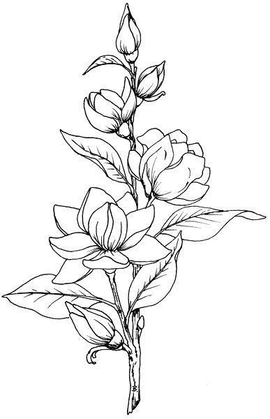 25 Beautiful Flower Drawing Ideas & Inspiration - Brighter Craft Flower Step By Step, Beautiful Flower Drawings, Flower Line Drawings, Flower Outline, Artist Sketches, Flower Sketches, Plant Drawing, Trendy Flowers, Digital Stamps