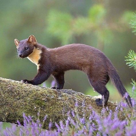 Pine Martens, Pine Martin, Pine Marten, Fawns Deer, Interesting Animals, Floppy Disk, Wild Creatures, Rare Animals, Weird Animals