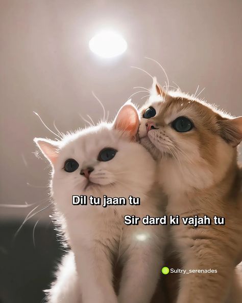 Good Humour Memes, Me And My Cat Quotes, Funny Flirting Quotes, Romantic Good Morning Quotes, Cat Text, Funny Compliments, Aesthetic Profile Picture Cartoon Soft, Lame Jokes, Funny Words To Say