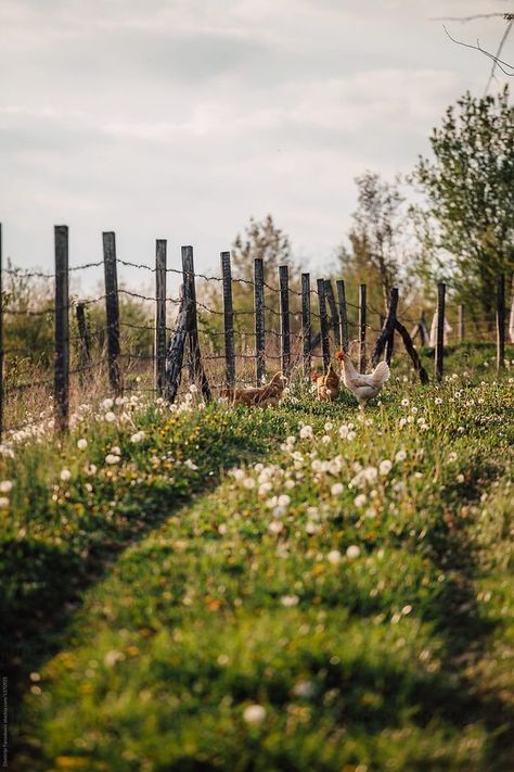 Barbed Wire Fence, Natural Fence, Farm Photography, Outdoor Paradise, Farm Field, Farm Photo, Living Off The Land, Wire Fence, Barbed Wire