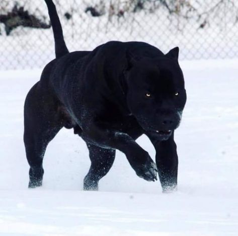 Pitbull Noir, Herding Dogs Breeds, Mexican Hairless Dog, Black Pitbull, Bully Breeds Dogs, Hairless Dog, Corso Dog, Scary Dogs, American Pit Bull Terrier