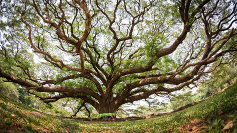 The Importance of the Bodhi Tree - ULC Blog - Universal Life Church Bodhi Tree Art, Buddha Tree, Bodh Gaya, Alchemy Art, Siddhārtha Gautama, Bodhi Tree, Sacred Places, Fig Tree, Jesus On The Cross